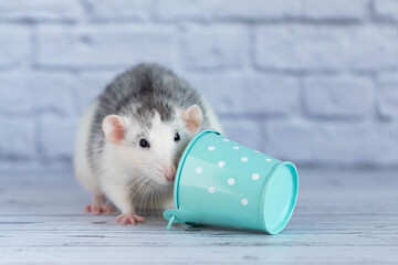 A decorative gray cute rat sits next to a mint-colored bucket. Against the background of a white brick wall.