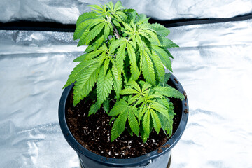 Front photo of a medical marihuana plant inside a special cultivation cabinet.