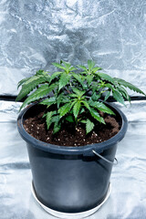 Front photo of a medical marihuana plant inside a special cultivation cabinet.