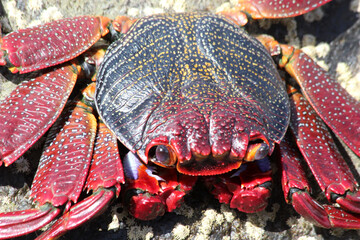 rote_Klippenkrabbe