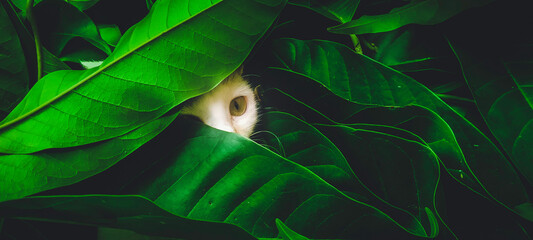 close up of cat eyes under leafs
