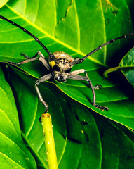 Longhorn beetle of India