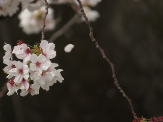 枝垂れるサクラの花の房と舞う花びら