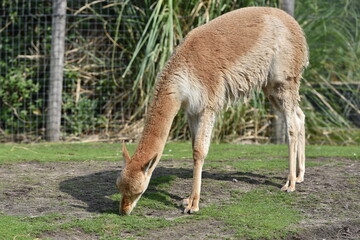Naklejka na ściany i meble A Guanaco (Lama guanicoe) Feeds in a Safari Enclosure