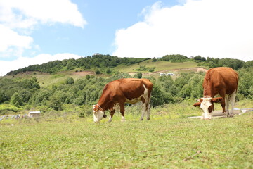 grazing of simental cattle cows in the highland