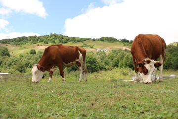 Fototapeta na wymiar grazing of simental cattle cows in the highland