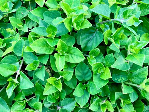 Green leaves plant close up in the park as a background