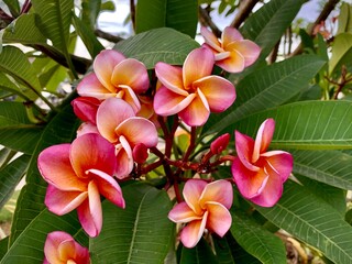 Frangipani flowers close up in the park