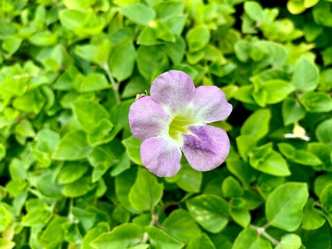 Purple flower bloom close up with green leaves background