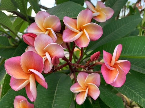Frangipani flowers close up in the park