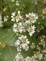 This image taken on 16th January in 2021 in areas  Nirsa Dhanbad Jharkhand . This image is coriander flowers