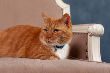 Portrait of red tabby domestic cat at home taking rest on cozy bed