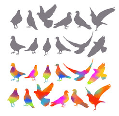 Bird watercolor. Set Colorful pigeons. T-shirt print. Vector illustration