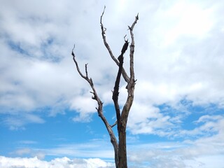 Dried tree branches against the blue sky
