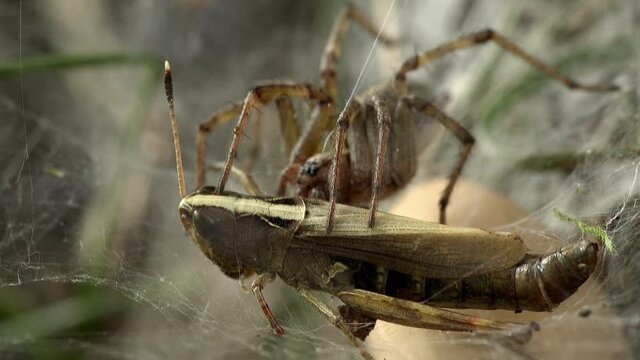 Eine Trichterspinne Agelena labyrinthica wartet am Ende des Fangtrichters in ihrer Wohnh&ouml;hle auf ins Netz gegangene Insekten und erbeutet Grash&uuml;pfer