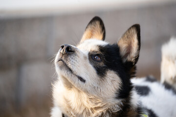 飼い主を見上げる犬