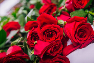 Large scattered bouquet of red roses on a white background.