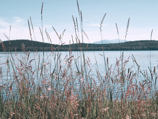 Nordic lake landscape with reeds, mountains and forest. Water rings on lake surface. North Ural...