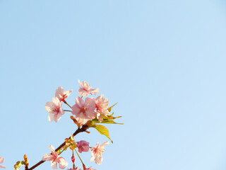 Obraz premium 青空に映える河津桜