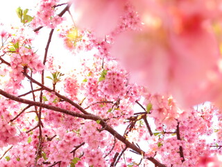 満開の河津桜