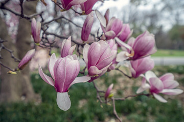Obraz premium Magnolia tree in bloom in early spring
