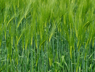 Obraz premium Young rye ears growing on the field. Summer landscape. Agriculture harvest. Agribusiness. Natural grass texture. 