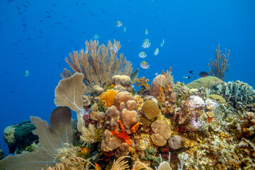 Caribbean coral garden off the coast of the island of Bonaire