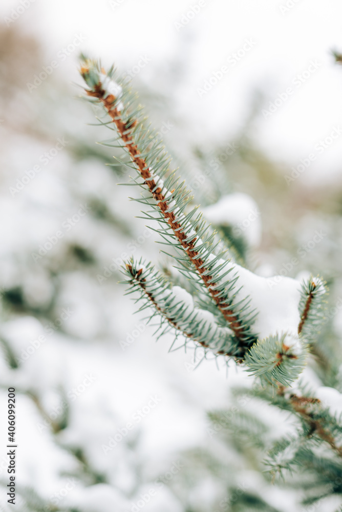 Poster Spruce branch with a snow cap close-up