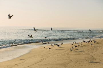 Fototapeta na wymiar Seagulls on the beach at sunset taking flight and flying 