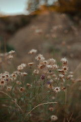 closeup flower in the valley