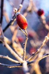 A close up portrait of a single frozen rose hip, haw or hep standing upright on a branch of the bush it grew on in golden hour sunlight. In the blurred background their are others of its kind.