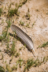Guinea fowl feather on the ground 