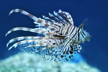 Fototapeta na wymiar lionfish in aquarium
