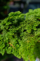 close up of green parsley
