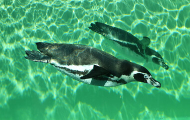 Penguin swims in the water
