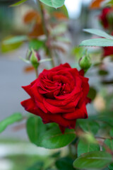 red rose in garden