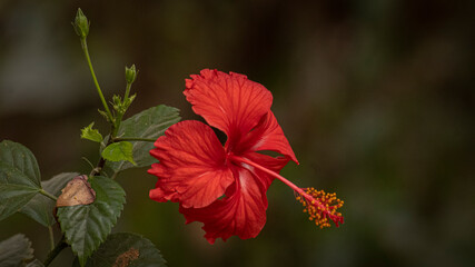 Red Hibiscus Flower
