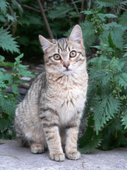 homeless street kitten in small nettle