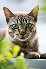 Obraz premium Lovely gray cat sitting at outdoor