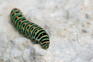 Closeup shot of a caterpillar of a Maltese swallowtail butterfly on rock surface