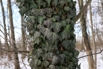 Hedera helix - Green ivy weaves a tree trunk in winter