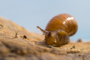 Close up detail of snail on rock beside river in Canada