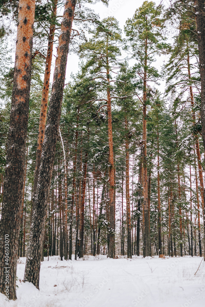 Poster Landscape of a snow-covered pine forest in a snowfall