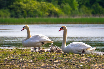 Family of white swans with babies in springtime