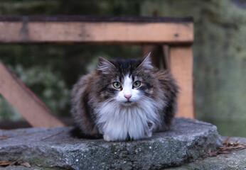 A nice home cat sitting outdoors and looking