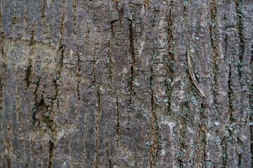  Close up of a tree. Brown tree bark, bark texture, nature, natural bark and moss, bio,