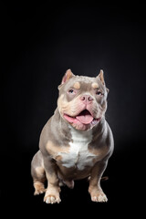 Male dog of american bully breed of lilac tri color sitting at the black background with smile and tongue out