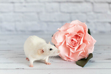 Decorative cute white rat sits next to a rose flower. On the background of a white brick wall. A close-up of a rodent.