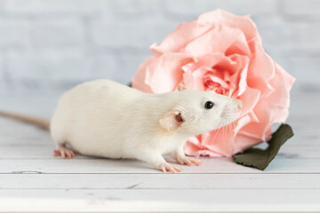 Decorative cute white rat sits next to a rose flower. On the background of a white brick wall. A close-up of a rodent.