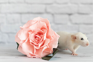 Decorative cute white rat sits next to a rose flower. On the background of a white brick wall. A close-up of a rodent.